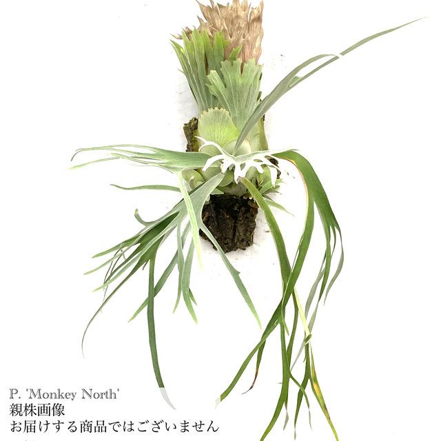 ビカクシダ　モンキーノース ビカクシダ モンキーノース 観葉植物 コウモリラン インテリア