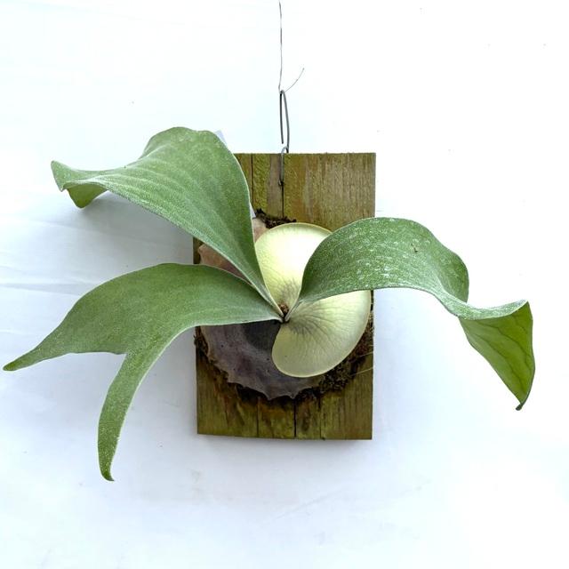 現品) ビカクシダ ヒリー 'ドラゴン' (pup) (No.40769