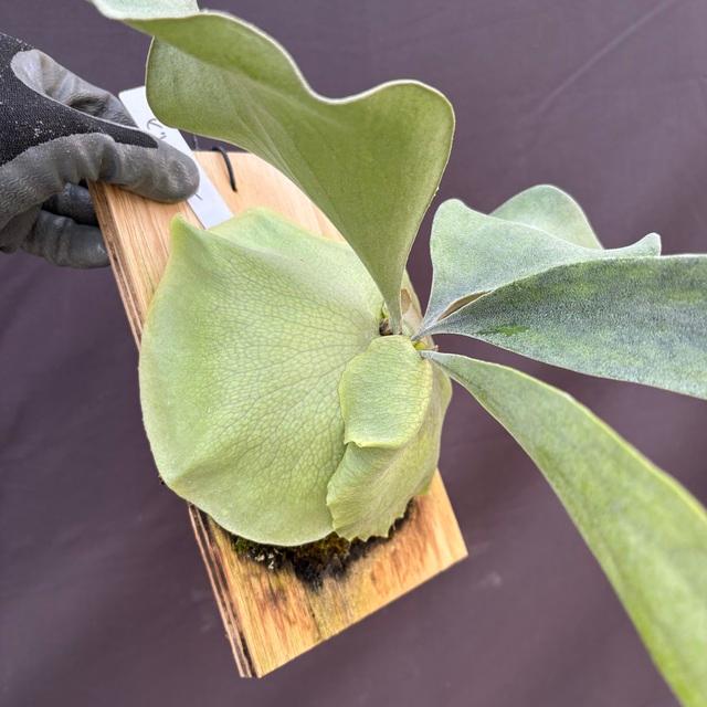 現品) ビカクシダ ヒリー 'ドラゴン' (pup) (No.40769) (コウモリラン