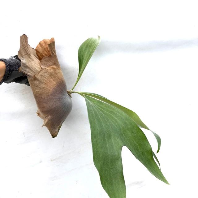現品) ビカクシダ ヒリー 'ドラゴン' (pup) (No.40769) (コウモリラン