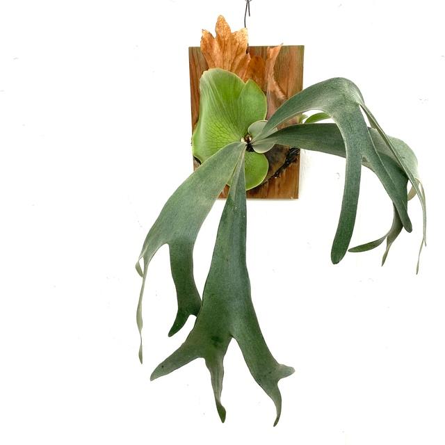 現品) ビカクシダ (ビフルカツム cv.マジュス × ウィリンキー) (pup