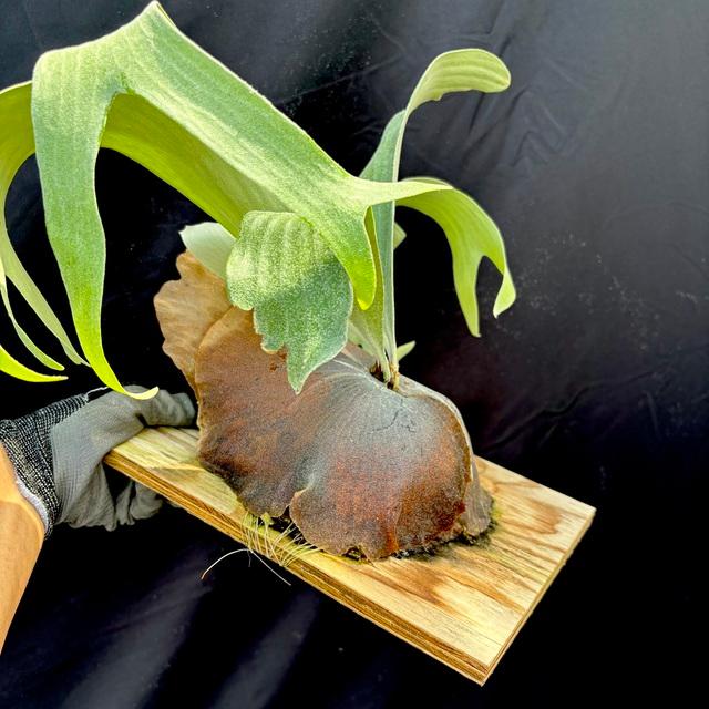 現品) ビカクシダ (ビフルカツム cv.マジュス × ウィリンキー) (pup