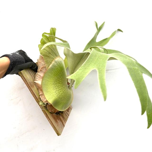 現品) ビカクシダ (ビフルカツム cv.マジュス × ウィリンキー) (pup