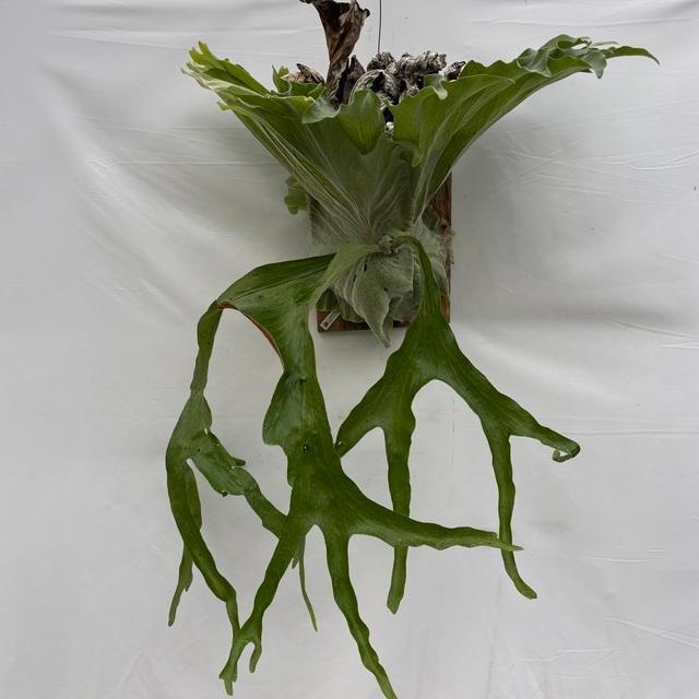 現品) ビカクシダ スパーバム (No.40773) (コウモリラン 観葉植物