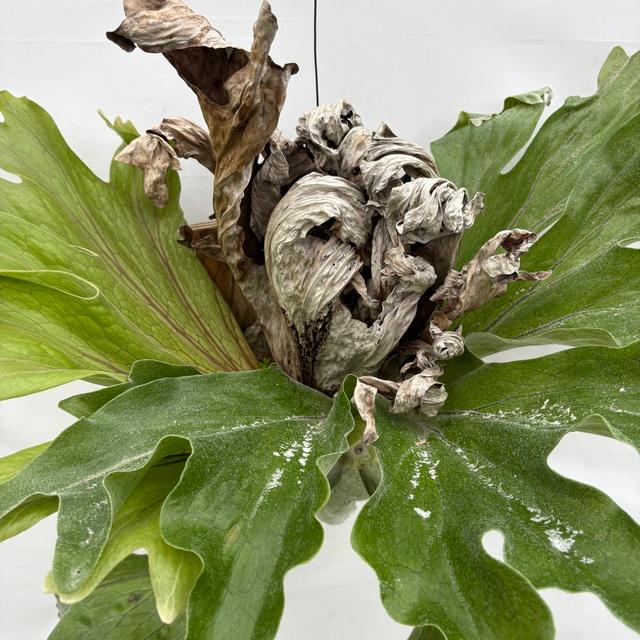 現品) ビカクシダ スパーバム (No.40773) (コウモリラン 観葉植物