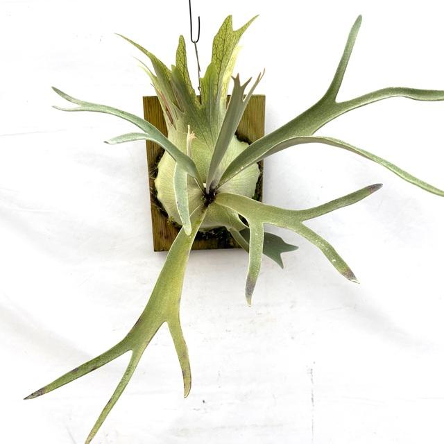 willinckii yms #16 ビカクシダ P. willinckii cv. Silvery Dwarf #ビカクシダ専門店#platycerium