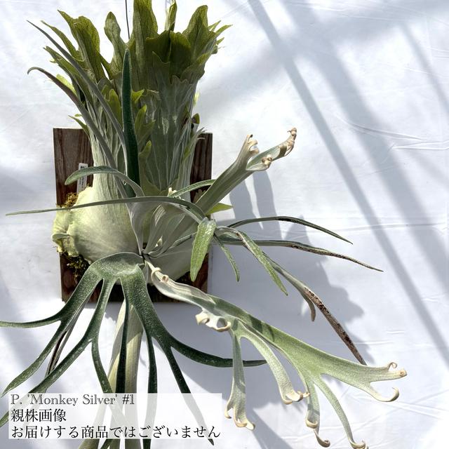 【親株出品】　ミッキーレインボー 壁掛け ビカクシダ 観葉植物 親株出品】 ミッキーレインボー 壁掛け ビカクシダ 観葉植物 【公式通販】