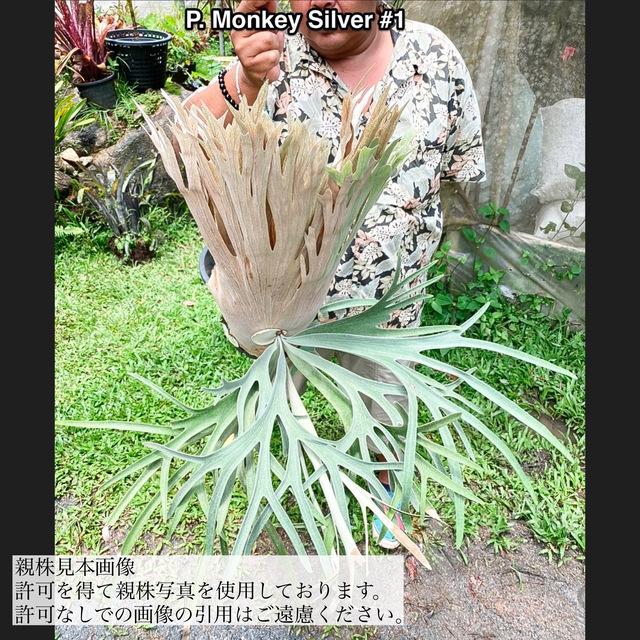 現品) ビカクシダ 'モンキーシルバー' #1 (pup) (No.40783) (コウモリ