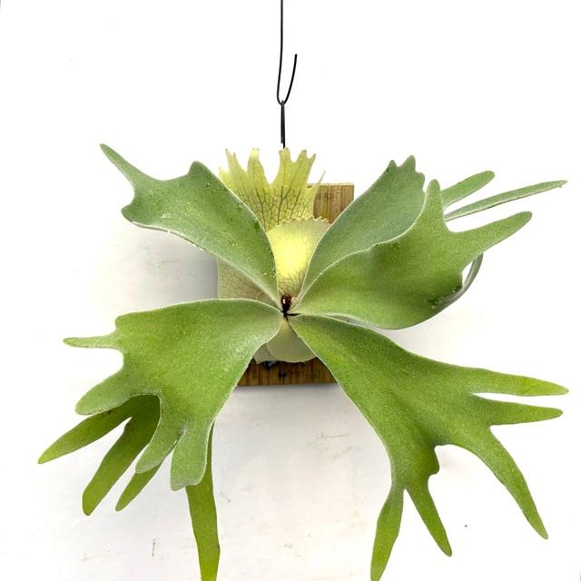 P.celso ビカクシダセルソタツタ 現品) ビカクシダ ウィリンキー 'セルソタツタ' (TC) (No.40785