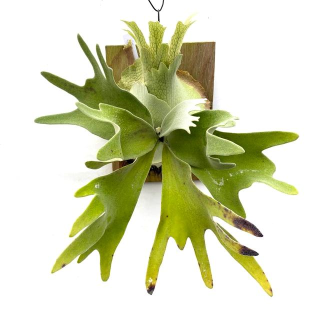 ビカクシダ　セルソタツタ　子株　コウモリラン 観葉植物：ウィリンキー セルソタツタ 板付け*ビカクシダ コウモリラン