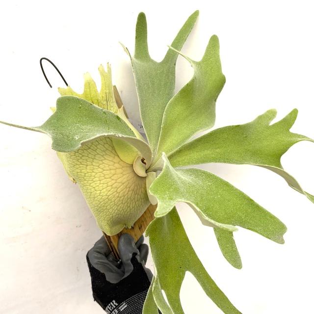 現品) ビカクシダ ウィリンキー 'セルソタツタ' (TC) (No.40785