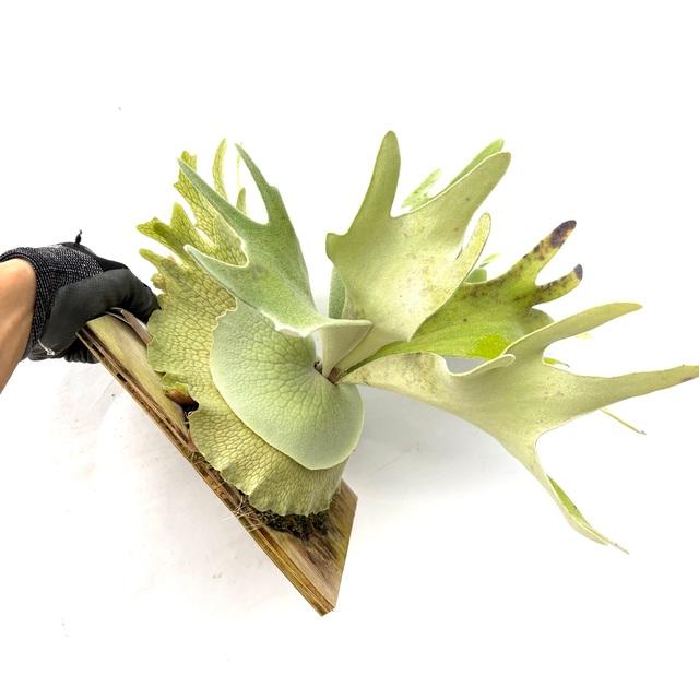 現品) ビカクシダ ウィリンキー 'セルソタツタ' (TC) (No.40785