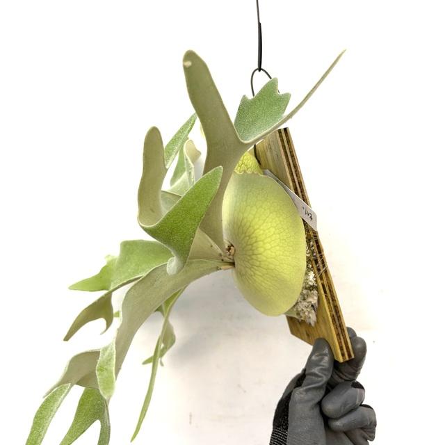 現品) ビカクシダ ウィリンキー 'セルソタツタ' (TC) (No.40785