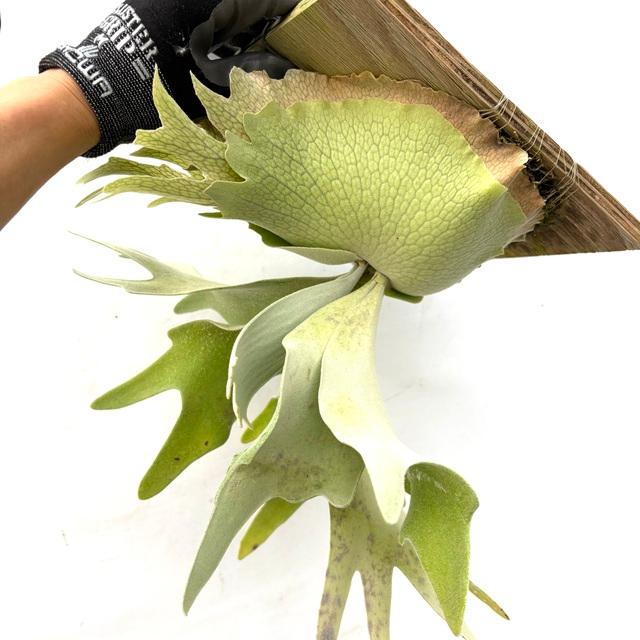 ビカクシダ　セルソタツタ　子株　コウモリラン 観葉植物：ウィリンキー セルソタツタ 板付け*ビカクシダ コウモリラン