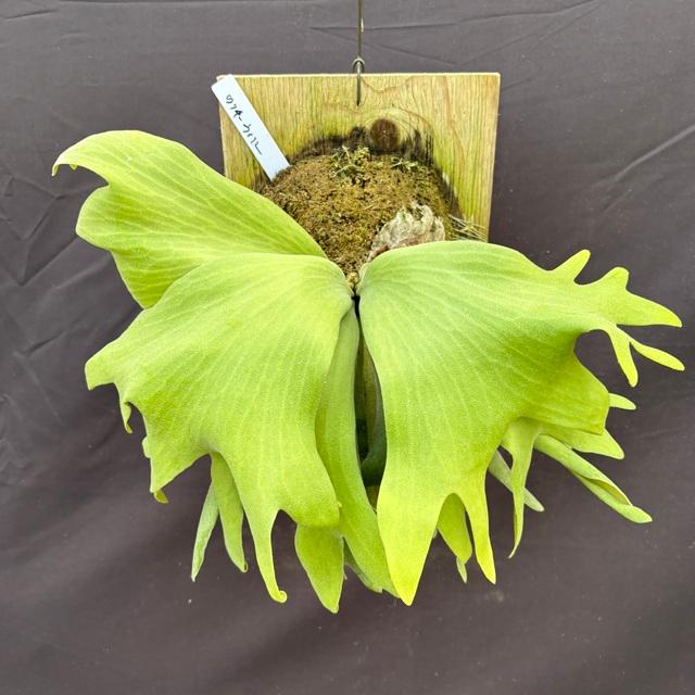 大株　P.Wallichii ワイルド株　ビカクシダ　コウモリラン　ワリチー P.wallichii wild 大 ワリチー ビカクシダ コウモリラン