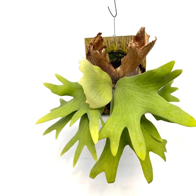 現品) ビカクシダ (ワリチー × ウィリンキー) (spore) (No.40800