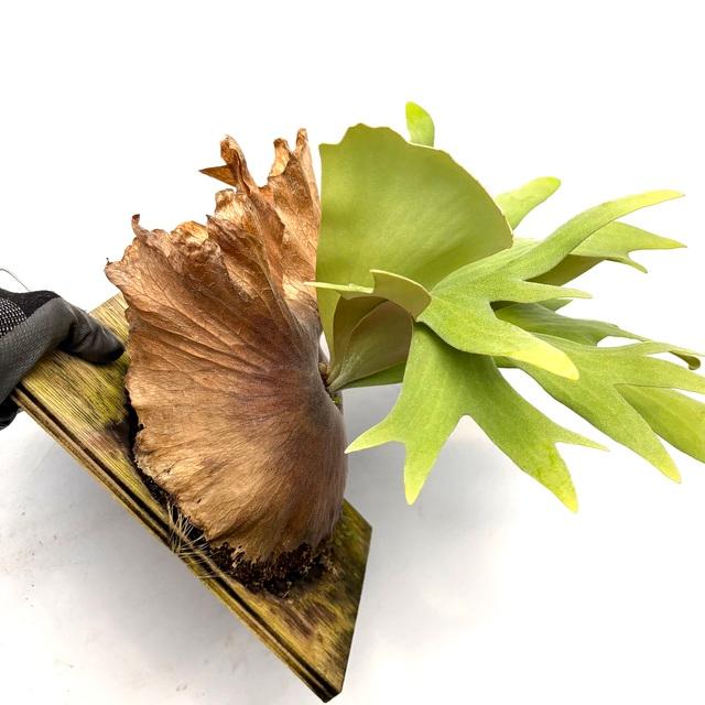 現品) ビカクシダ (ワリチー × ウィリンキー) (spore) (No.40800