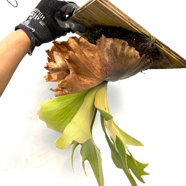 現品) ビカクシダ (ワリチー × ウィリンキー) (spore) (No.40800