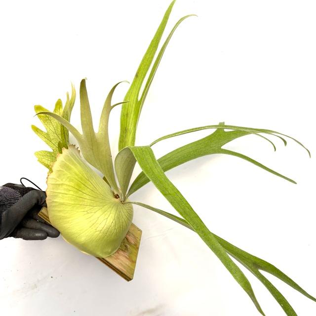 goul4711 　ビカクシダ3種 ビカクシダとは｜育て方がわかる植物図鑑｜みんなの趣味の園芸（NHK出版）