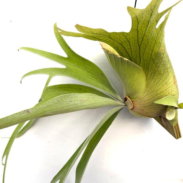 現品) ビカクシダ 不明種(細葉bifurcatum系) (pup) (No.40820