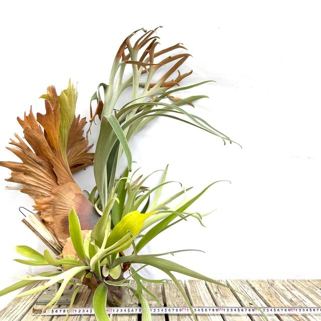 現品) ビカクシダ 不明種(細葉bifurcatum系) (pup) (No.40822