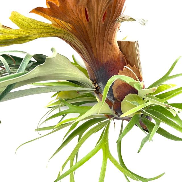 現品) ビカクシダ 不明種(細葉bifurcatum系) (pup) (No.40822