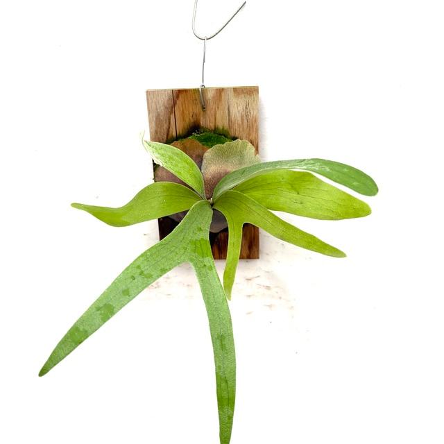 現品) ビカクシダ (ウィリンキー × ビフルカツム) (pup) (No