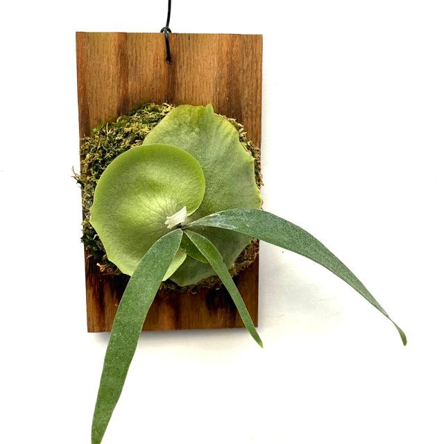 現品) ビカクシダ (ウィリンキー × ビフルカツム) (pup) (No.40829