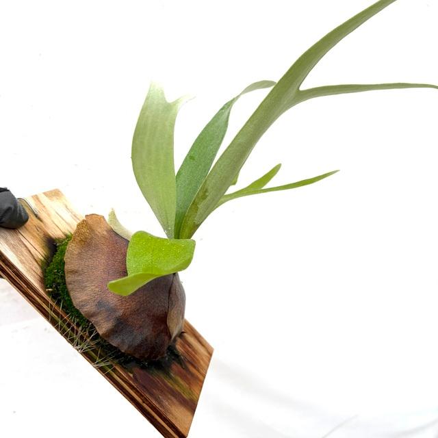 【現品】コウモリラン/ビカクシダ・ビフルカツム（大）吊り下げ（1） 観葉植物 おしゃれ：コウモリラン ビカクシダ ビフルカツム*大