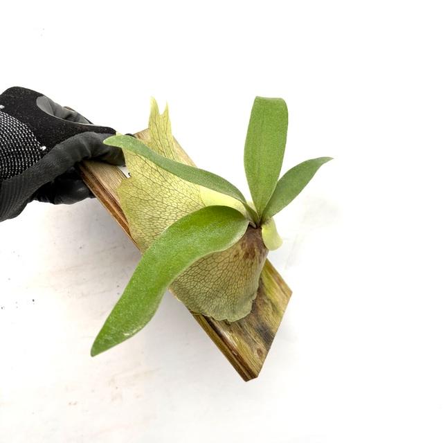 現品) ビカクシダ (ウィリンキー × ビフルカツム) (pup) (No.40829
