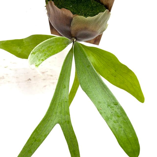 現品) ビカクシダ (ウィリンキー × ビフルカツム) (pup) (No