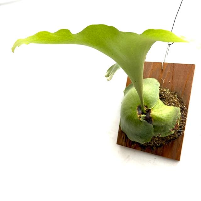 現品) ビカクシダ エリシー (No.40830) (コウモリラン 観葉植物