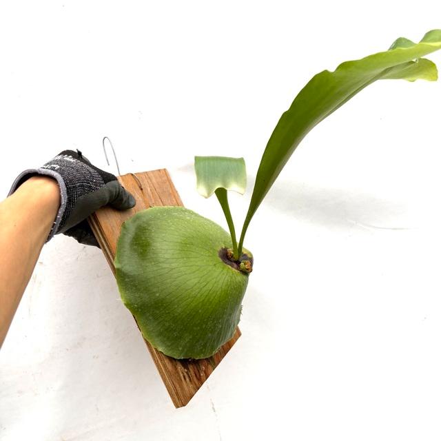 現品) ビカクシダ エリシー (No.40830) (コウモリラン 観葉植物