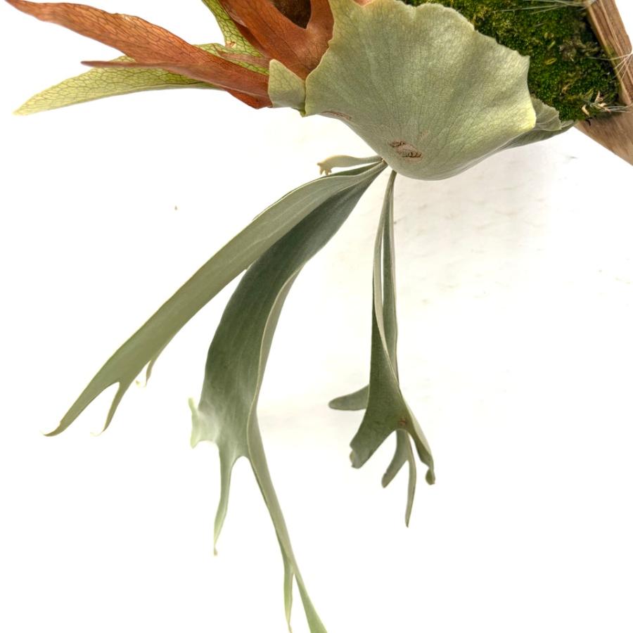ビカクシダ HAS PUP 1点ものです！ ⊿ HAS–A #comolebispore #comospo @comolebi_plants.official