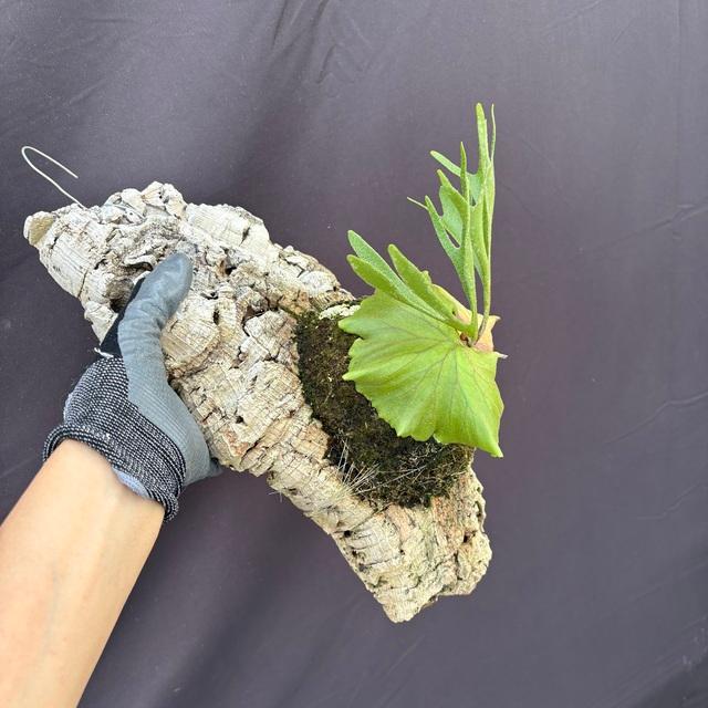 現品) ビカクシダ 'キッチャクード' 細葉 (No.40835) (コウモリラン