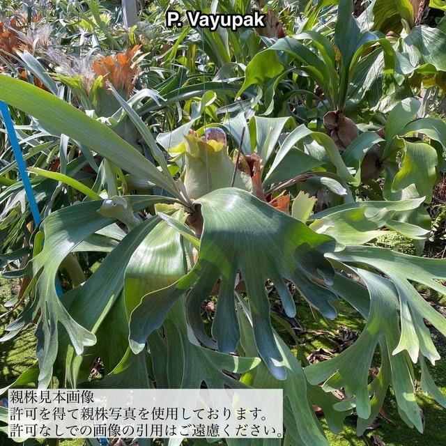 現品) ビカクシダ 