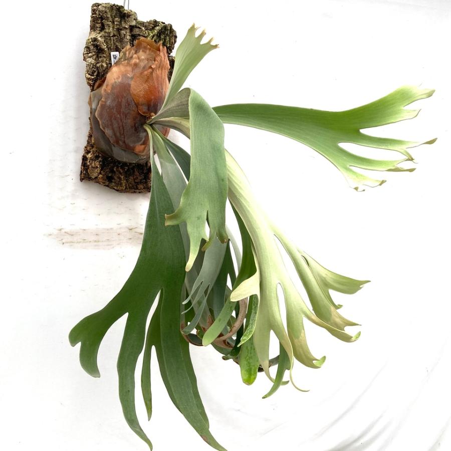 現品) ビカクシダ 'バユパック' (No.40838) (コウモリラン 観葉植物