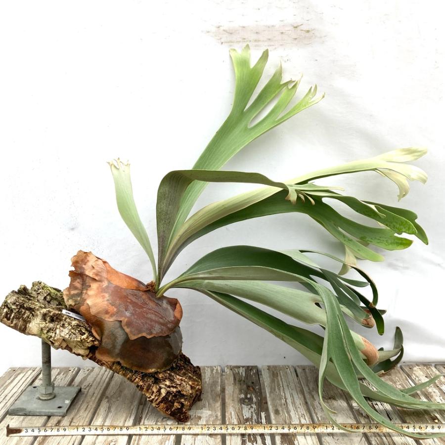現品) ビカクシダ 'バユパック' (No.40838) (コウモリラン 観葉植物