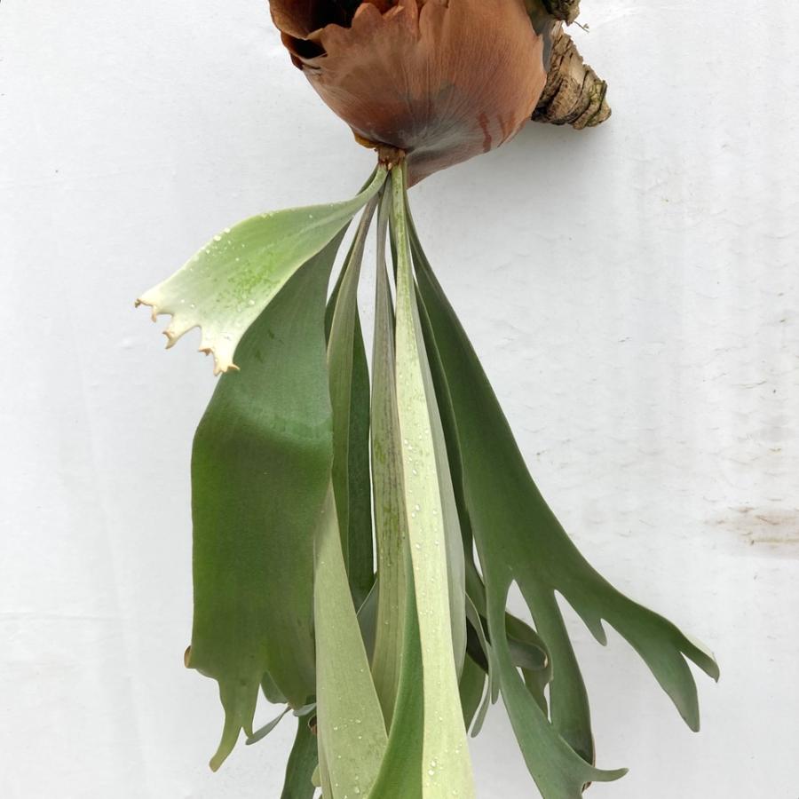 現品) ビカクシダ 'バユパック' (No.40838) (コウモリラン 観葉植物