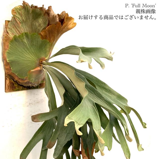 現品) コウモリラン 'フルムーン' (No.40839) (ビカクシダ プラティ