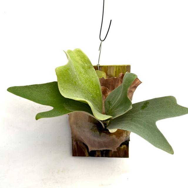 現品) ビカクシダ 'フルムーン' (pup) (No.40839) (コウモリラン 観葉