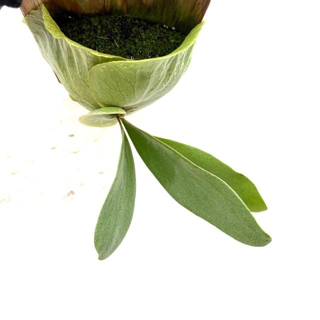 現品) ビカクシダ 'フルムーン' (pup) (No.40839) (コウモリラン 観葉