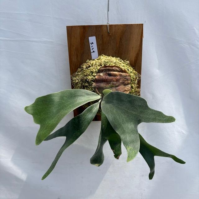現品) ビカクシダ 'フーンシキ' (TC) (No.40841) (コウモリラン 観葉