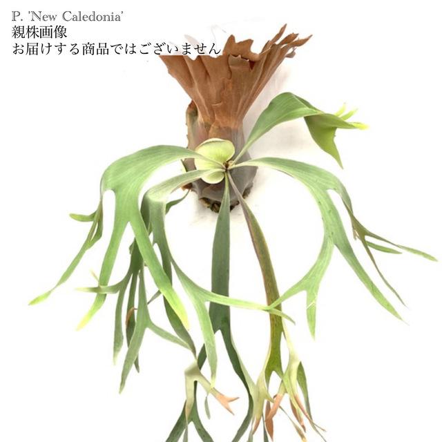 現品) ビカクシダ 'ニューカレドニア' (pup) (No.40843) (コウモリラン