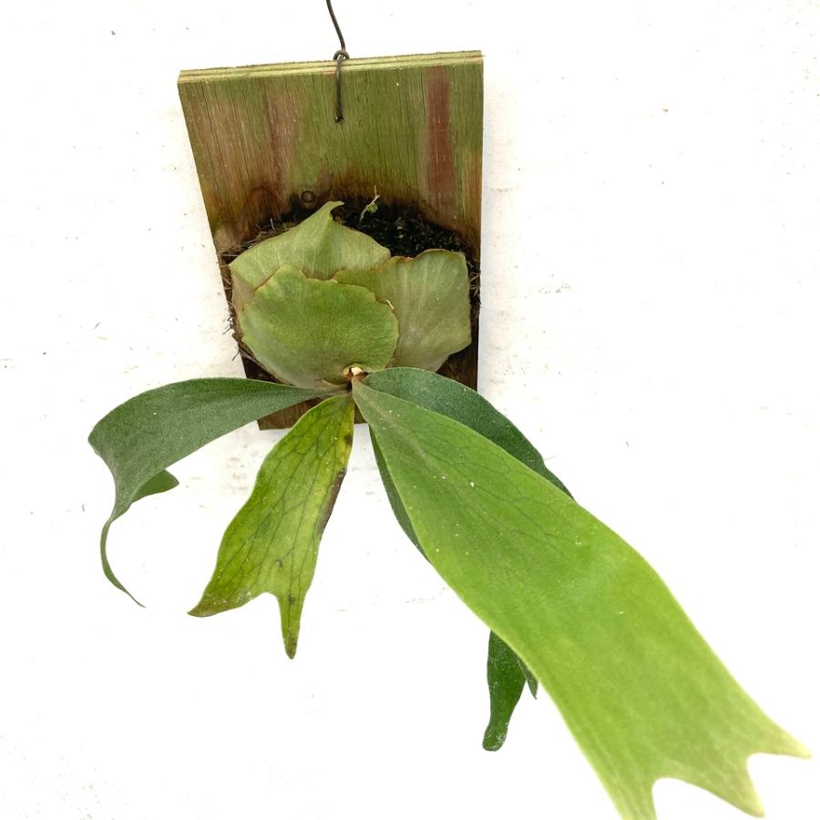 最終価格！【ビカクシダ　マウントルイス×ビフルカツム】プリンセスクラウン 楽天市場】(現品) ビカクシダ (ビフルカツム × マウントルイス