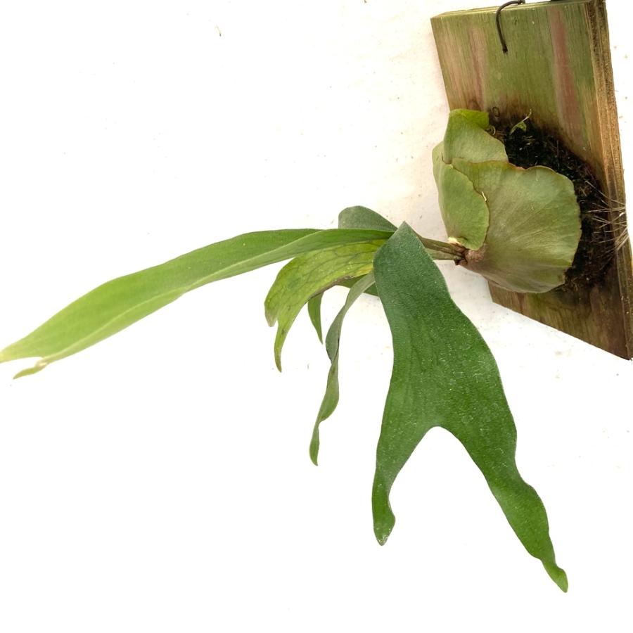 招*猫様 マウントルイス 特大株 ビカクシダ コウモリラン 招*猫様