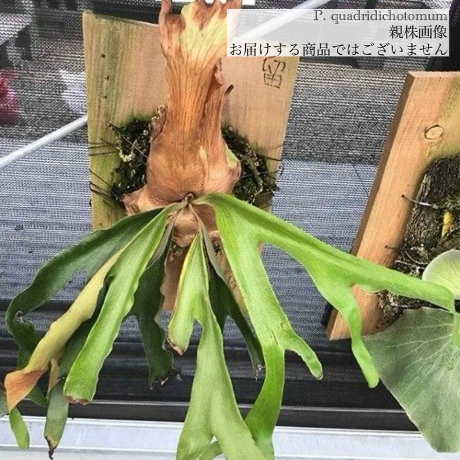 ビカクシダ　gn.Argopuro 親株 ビカクシダ gn.Argopuro 親株 ビカクシダ gn.Argopuro 親株 Yahoo