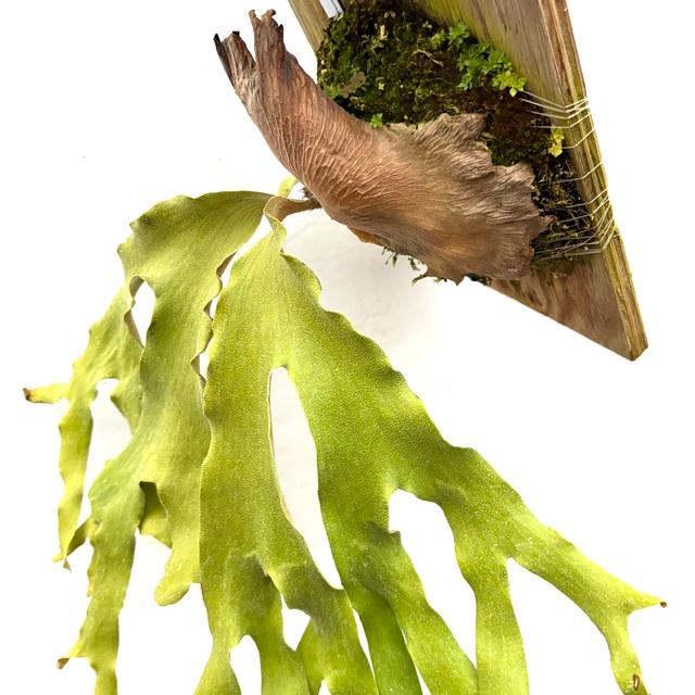 現品) ビカクシダ クアドリディコトマム (TC) (No.40846) (コウモリ