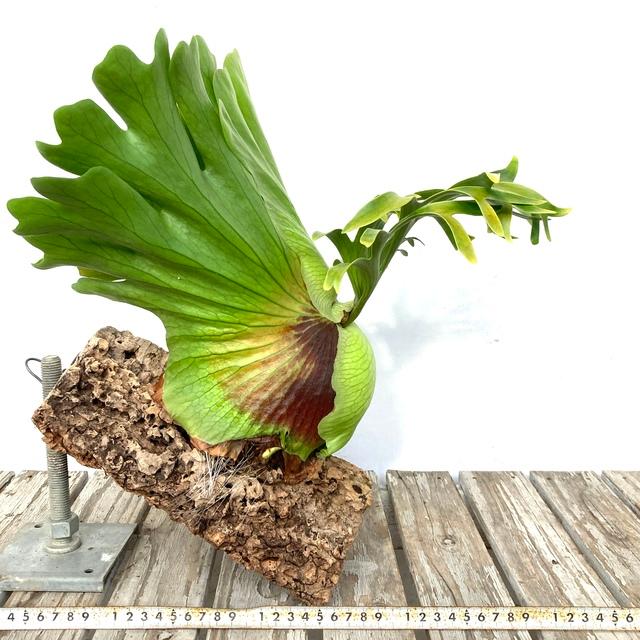 現品) コウモリラン コロナリウム 