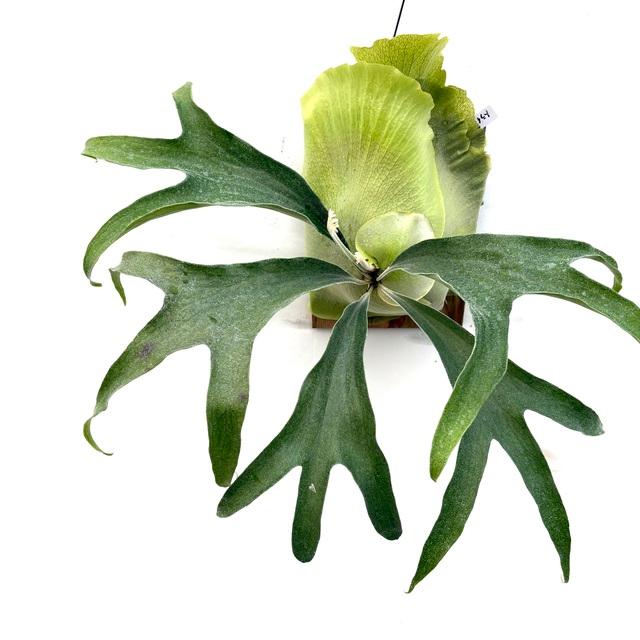 現品) ビカクシダ 'トライデント' (TC) (No.40850) (コウモリラン 観葉